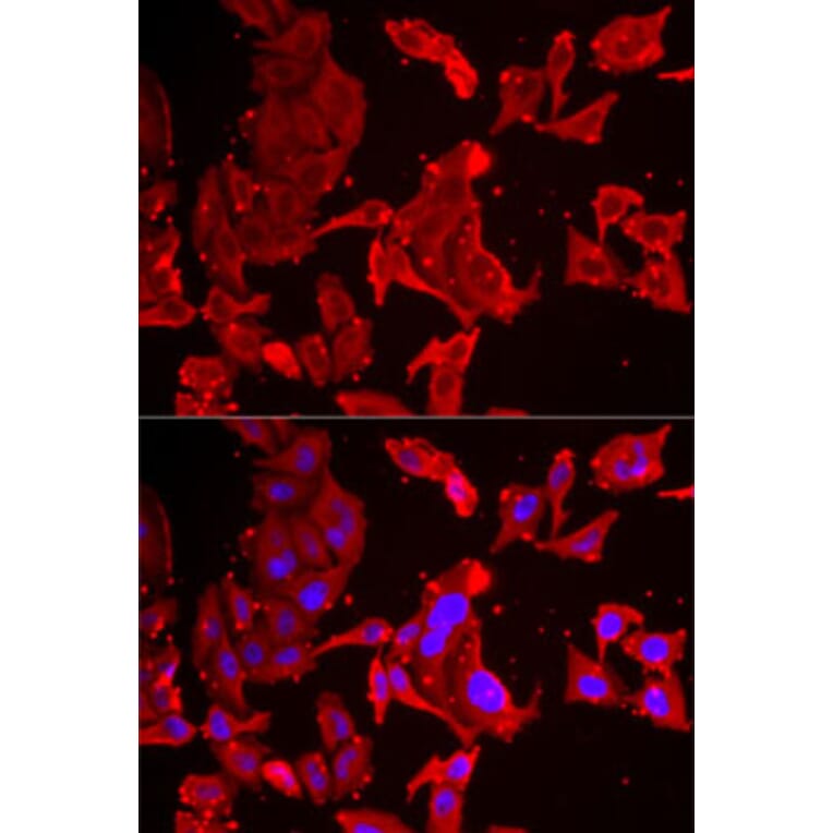 Immunofluorescence - Anti-SMPX Antibody (A6744) - Antibodies.com