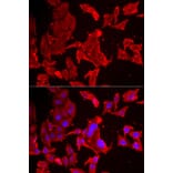 Immunofluorescence - Anti-SMPX Antibody (A6744) - Antibodies.com