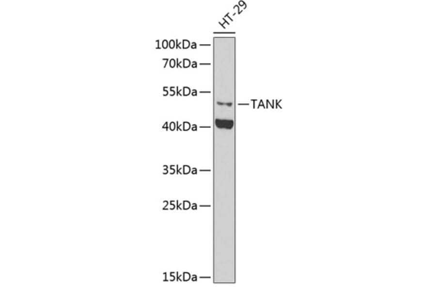 Western Blot - Anti-TANK/TRAF2 Antibody (A9990) - Antibodies.com