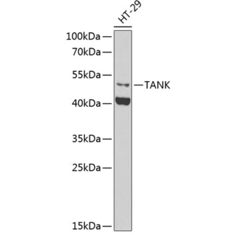 Western Blot - Anti-TANK / TRAF2 Antibody (A9990) - Antibodies.com