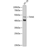 Western Blot - Anti-TANK / TRAF2 Antibody (A9990) - Antibodies.com