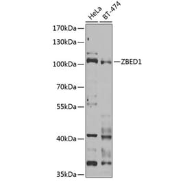Western Blot - Anti-DREF Antibody (A9996) - Antibodies.com
