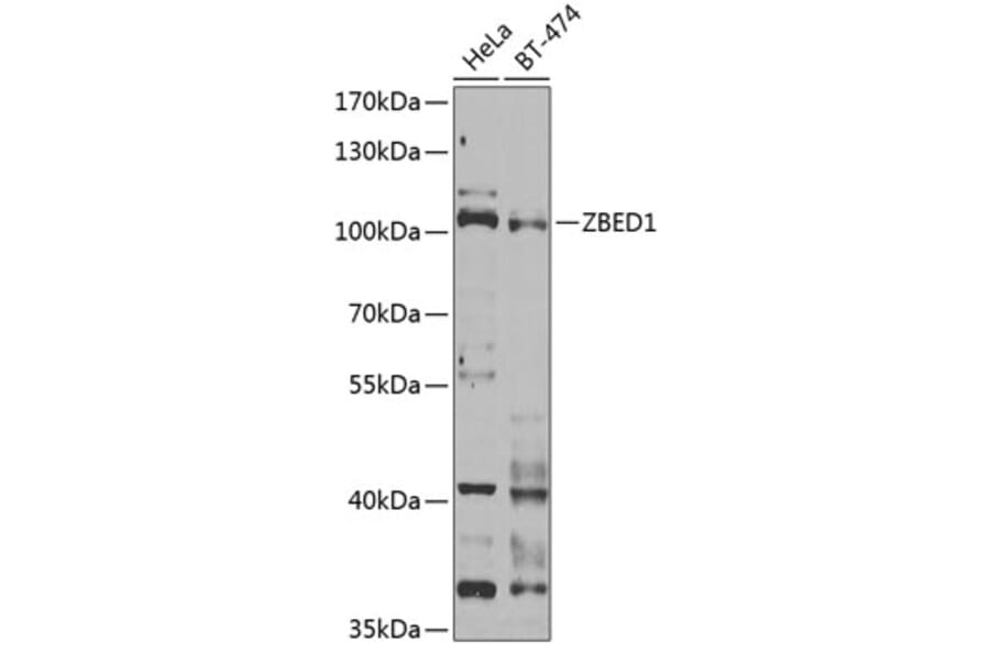 Western Blot - Anti-DREF Antibody (A9996) - Antibodies.com