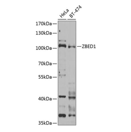 Western Blot - Anti-DREF Antibody (A9996) - Antibodies.com