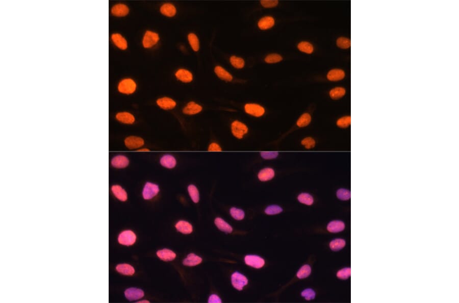 Immunofluorescence - Anti-DREF Antibody (A9996) - Antibodies.com