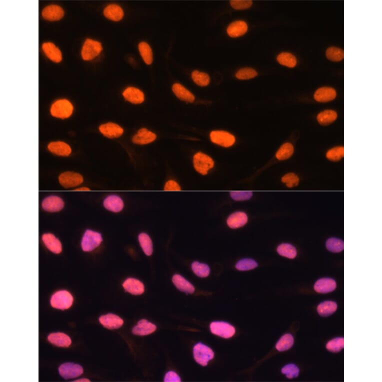 Immunofluorescence - Anti-DREF Antibody (A9996) - Antibodies.com