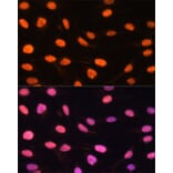 Immunofluorescence - Anti-DREF Antibody (A9996) - Antibodies.com