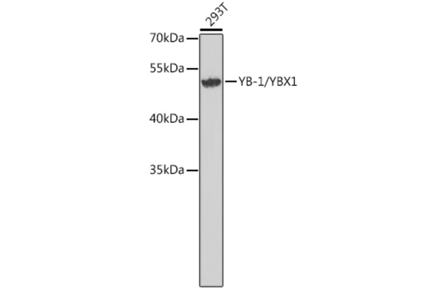 Western Blot - Anti-YB1 Antibody (A9997) - Antibodies.com