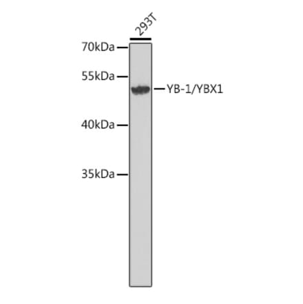 Western Blot - Anti-YB1 Antibody (A9997) - Antibodies.com