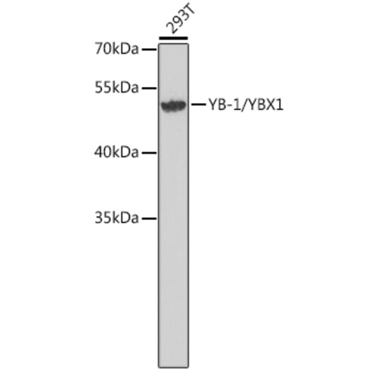 Western Blot - Anti-YB1 Antibody (A9997) - Antibodies.com
