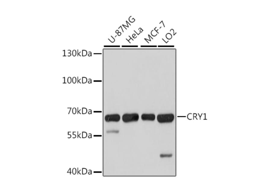 Western Blot - Anti-CRY1 Antibody (A6807) - Antibodies.com