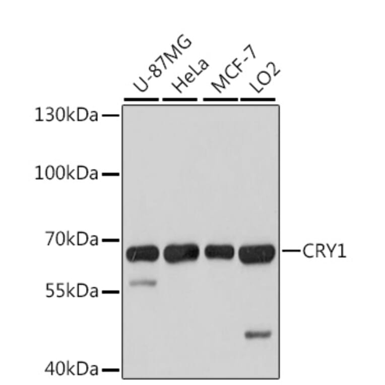 Western Blot - Anti-CRY1 Antibody (A6807) - Antibodies.com