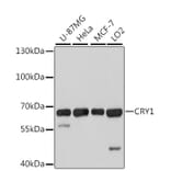 Western Blot - Anti-CRY1 Antibody (A6807) - Antibodies.com
