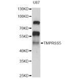 Western Blot - Anti-TMPRSS5 Antibody (A14307) - Antibodies.com