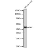 Western Blot - Anti-DLK-1 Antibody (A90001) - Antibodies.com