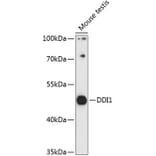 Western Blot - Anti-DDI1 Antibody (A90002) - Antibodies.com