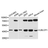 Western Blot - Anti-UBLCP1 Antibody (A13729) - Antibodies.com