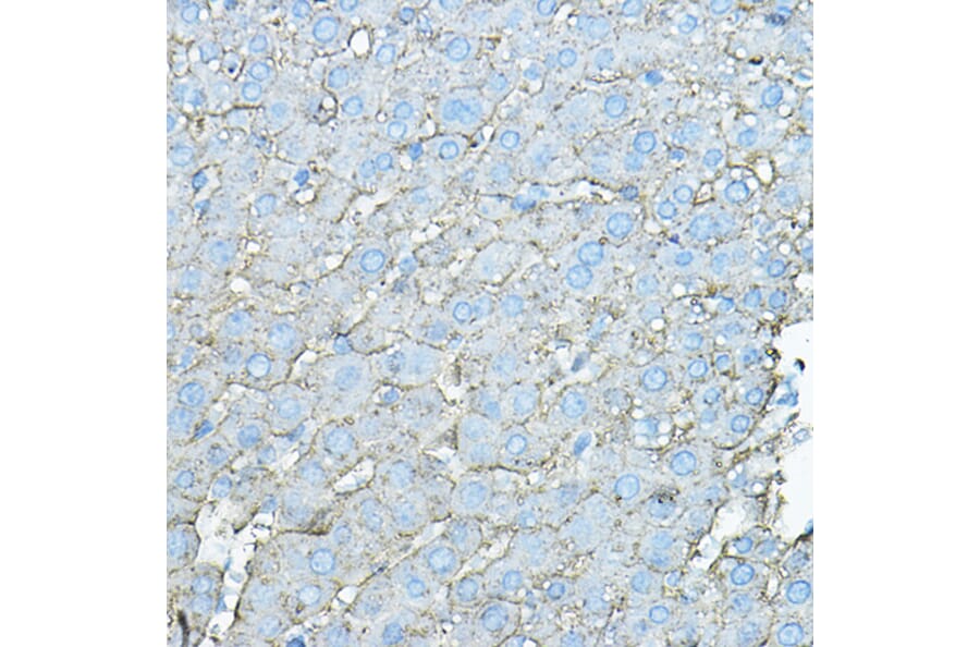 Immunohistochemistry - Anti-Asialoglycoprotein Receptor 1/HL-1 Antibody (A90004) - Antibodies.com