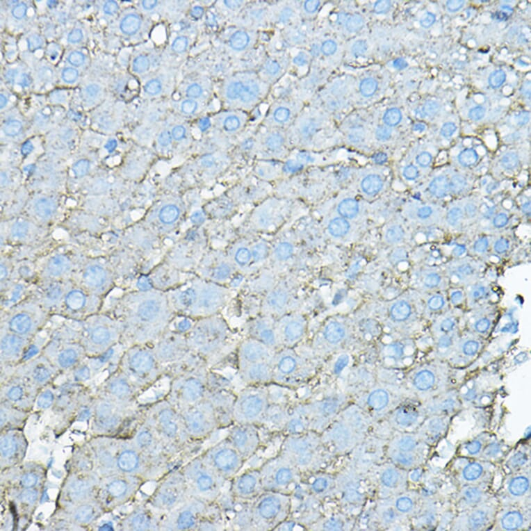 Immunohistochemistry - Anti-Asialoglycoprotein Receptor 1/HL-1 Antibody (A90004) - Antibodies.com
