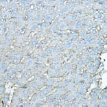 Immunohistochemistry - Anti-Asialoglycoprotein Receptor 1/HL-1 Antibody (A90004) - Antibodies.com
