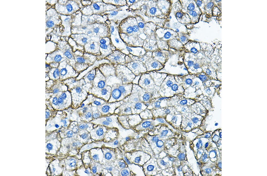 Immunohistochemistry - Anti-Asialoglycoprotein Receptor 1/HL-1 Antibody (A90004) - Antibodies.com