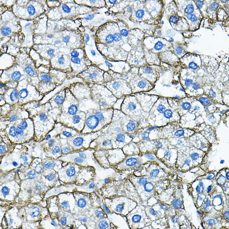 Immunohistochemistry - Anti-Asialoglycoprotein Receptor 1/HL-1 Antibody (A90004) - Antibodies.com