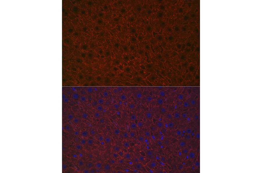 Immunofluorescence - Anti-Asialoglycoprotein Receptor 1/HL-1 Antibody (A90004) - Antibodies.com
