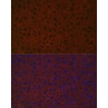 Immunofluorescence - Anti-Asialoglycoprotein Receptor 1/HL-1 Antibody (A90004) - Antibodies.com