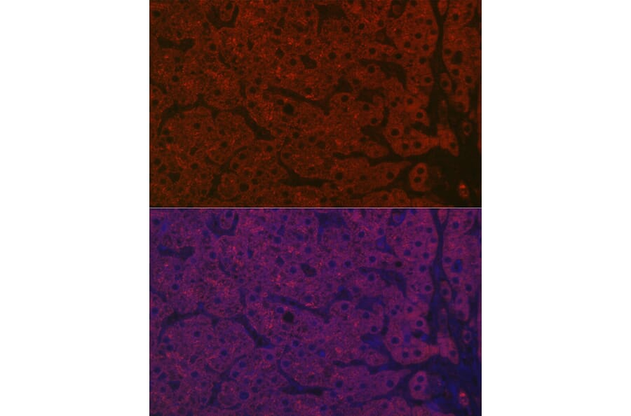 Immunofluorescence - Anti-Asialoglycoprotein Receptor 1/HL-1 Antibody (A90004) - Antibodies.com