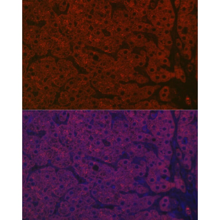 Immunofluorescence - Anti-Asialoglycoprotein Receptor 1/HL-1 Antibody (A90004) - Antibodies.com