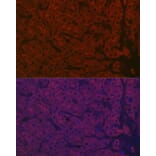Immunofluorescence - Anti-Asialoglycoprotein Receptor 1/HL-1 Antibody (A90004) - Antibodies.com