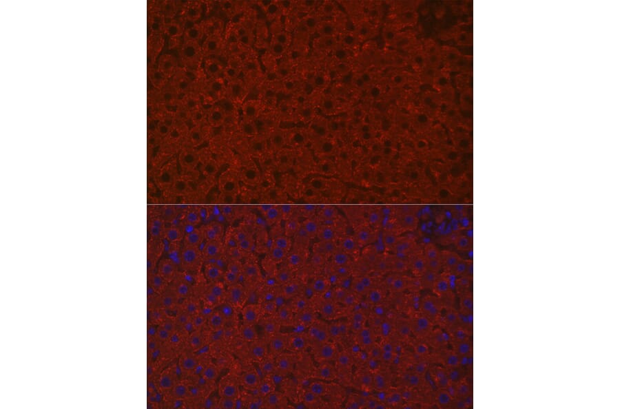 Immunofluorescence - Anti-Asialoglycoprotein Receptor 1/HL-1 Antibody (A90004) - Antibodies.com