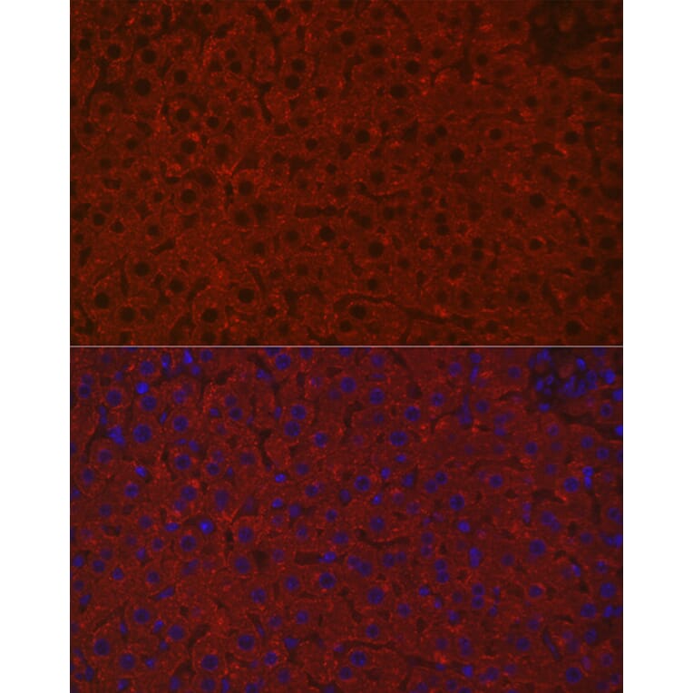 Immunofluorescence - Anti-Asialoglycoprotein Receptor 1/HL-1 Antibody (A90004) - Antibodies.com