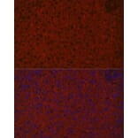 Immunofluorescence - Anti-Asialoglycoprotein Receptor 1/HL-1 Antibody (A90004) - Antibodies.com