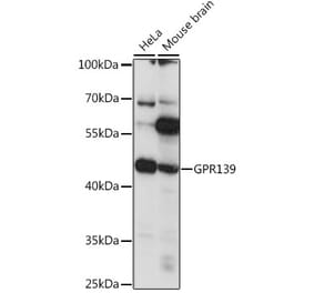 Western Blot - Anti-GPR 139 Antibody (A90005) - Antibodies.com