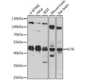 Western Blot - Anti-KLF8 Antibody (A90007) - Antibodies.com
