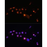 Immunofluorescence - Anti-KLF8 Antibody (A90007) - Antibodies.com