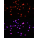 Immunofluorescence - Anti-KLF8 Antibody (A90007) - Antibodies.com