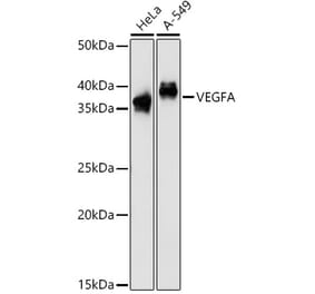 Western Blot - Anti-VEGFA Antibody (A90008) - Antibodies.com
