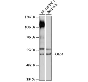 Western Blot - Anti-OAS1 Antibody (A90010) - Antibodies.com