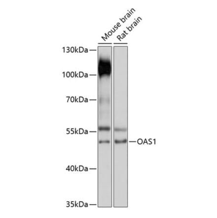 Western Blot - Anti-OAS1 Antibody (A90010) - Antibodies.com