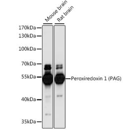 Western Blot - Anti-PAG Antibody (A90011) - Antibodies.com