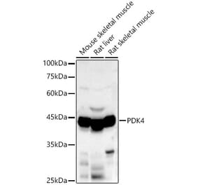 Western Blot - Anti-PDK4 Antibody (A90016) - Antibodies.com