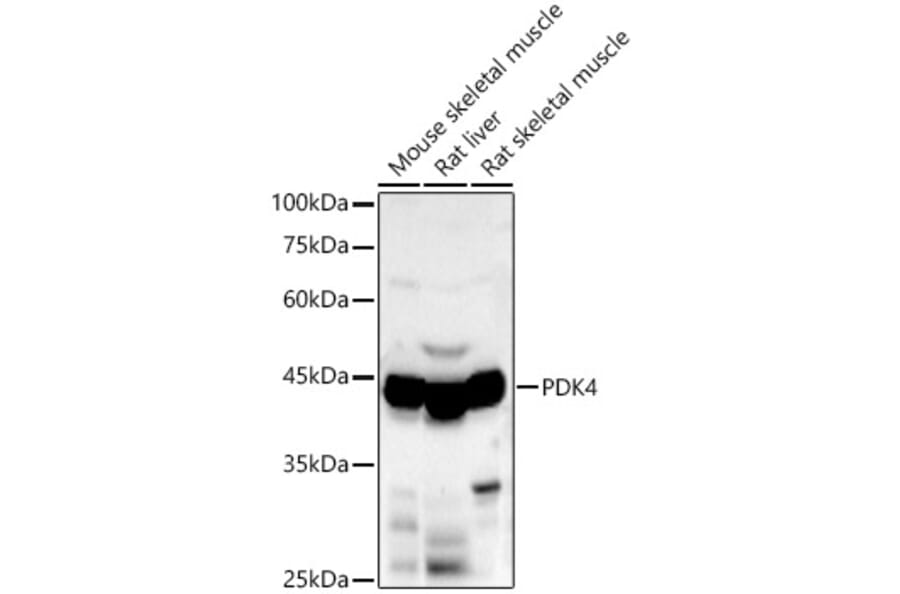 Western Blot - Anti-PDK4 Antibody (A90016) - Antibodies.com