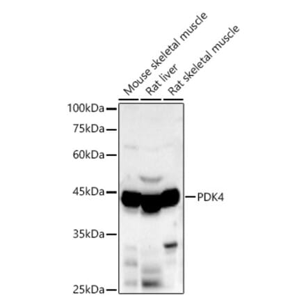 Western Blot - Anti-PDK4 Antibody (A90016) - Antibodies.com