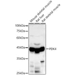 Western Blot - Anti-PDK4 Antibody (A90016) - Antibodies.com