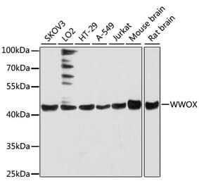 Western Blot - Anti-WWOX Antibody (A90017) - Antibodies.com