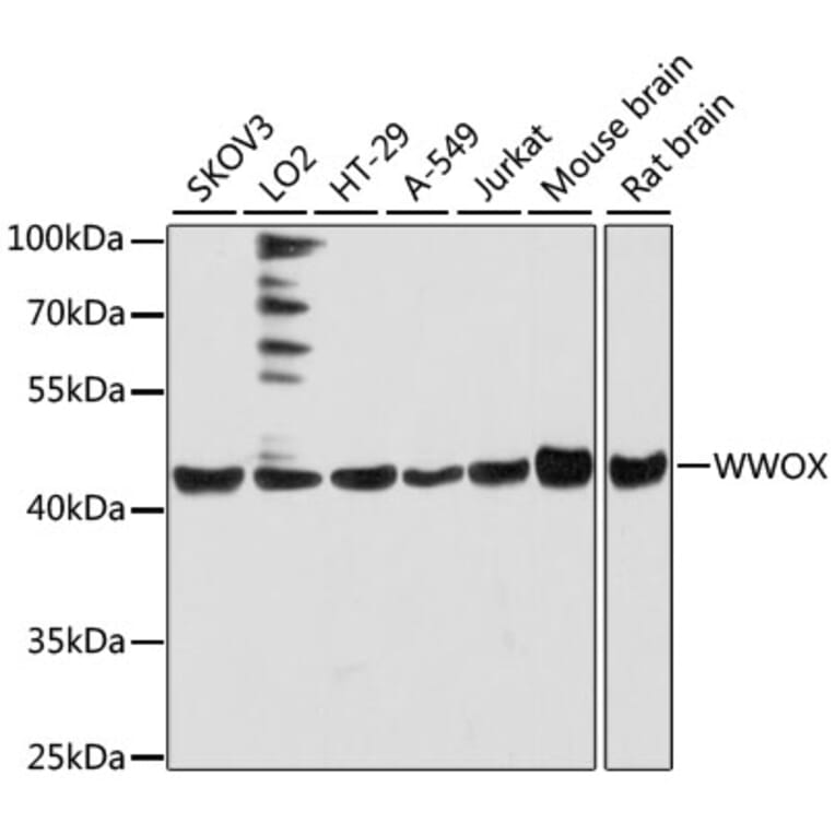 Western Blot - Anti-WWOX Antibody (A90017) - Antibodies.com