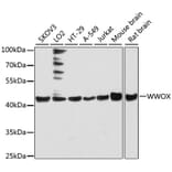 Western Blot - Anti-WWOX Antibody (A90017) - Antibodies.com