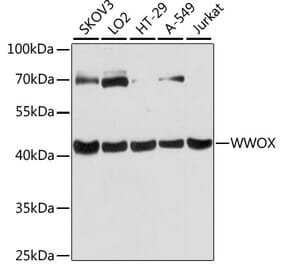 Western Blot - Anti-WWOX Antibody (A90018) - Antibodies.com